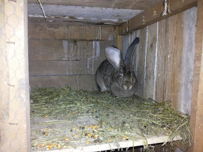 10717455_773429122713943_123407156_n