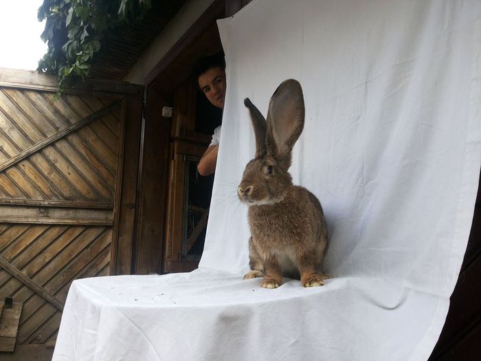 10717547_773428182714037_511529201_n