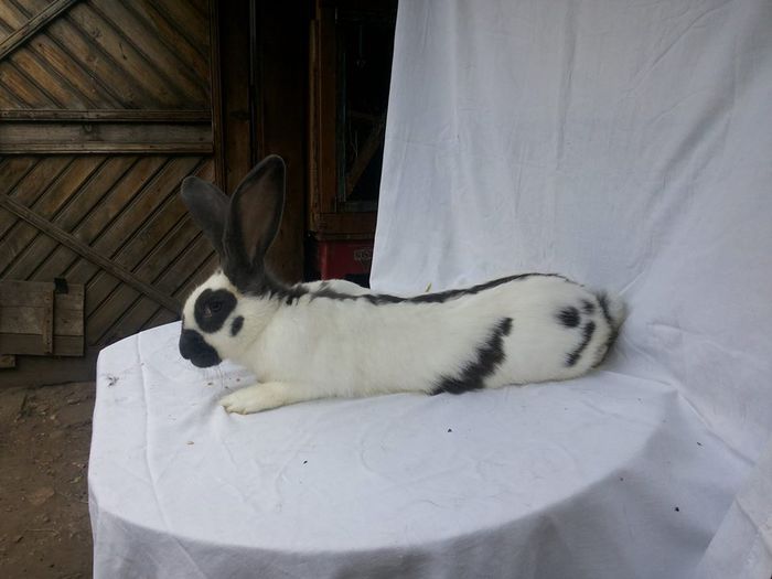 10717797_773423516047837_17201656_n