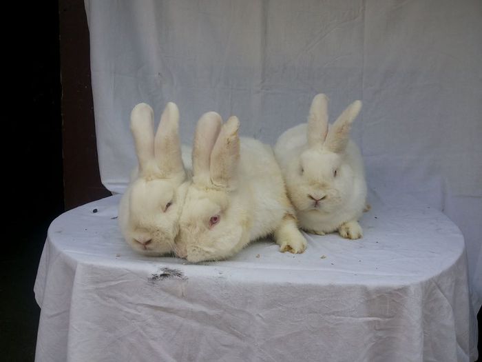 10717797_773426242714231_908078603_n