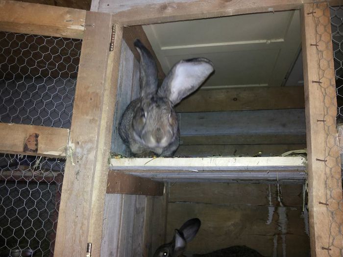 10717891_773429519380570_462401210_n