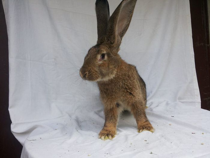 10718037_773427656047423_615046384_n