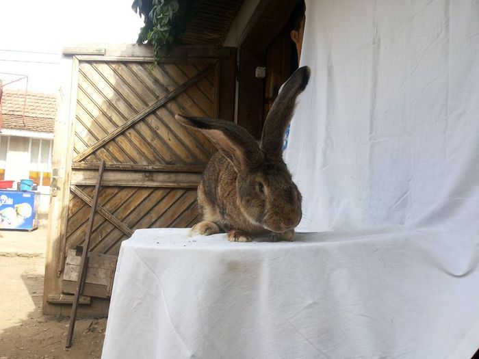 10718981_773429126047276_427209312_n