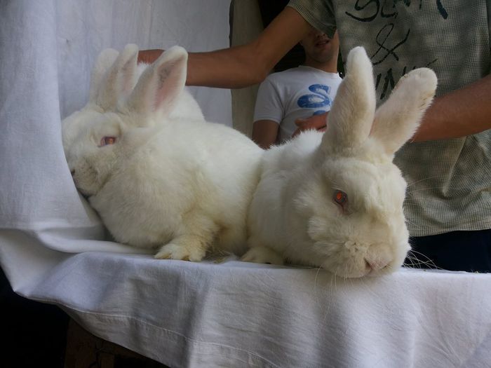 10719068_773425786047610_1574143266_n