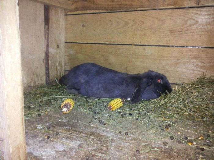 10719482_773430546047134_30590902_n