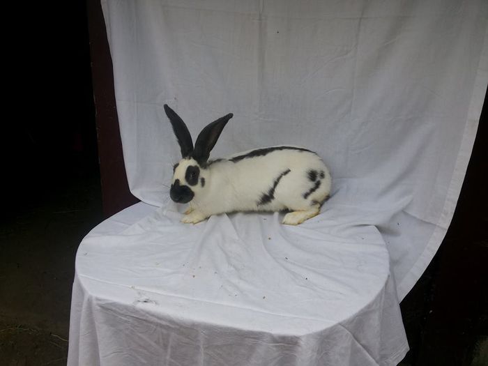 10719511_773423729381149_1869270158_n