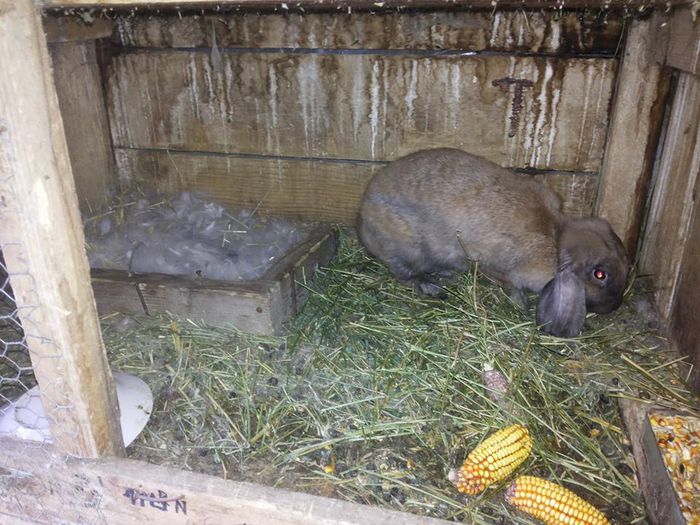 10719525_773430626047126_441583586_n