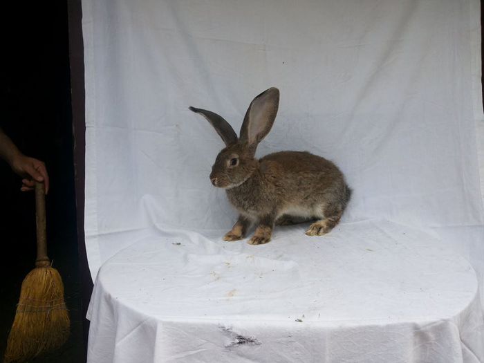 10720950_773432612713594_138979922_n