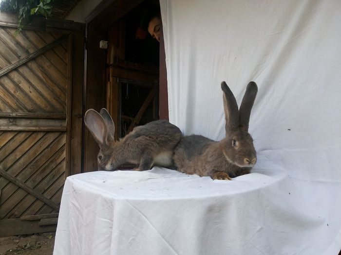 10721035_773426429380879_631561505_n