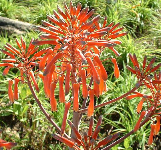 ALOE%20LILIARIS%20copie - minuni ale naturii create de dumnezeu 8