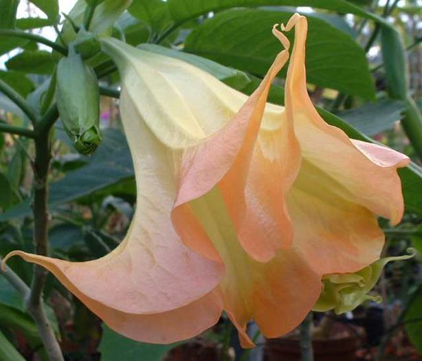 BRUGMANSIA%20ABRICOT%20GOLDILOCKS - minuni ale naturii create de dumnezeu 8