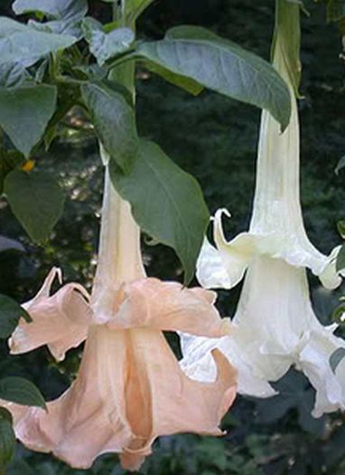 BRUGMANSIA%20ANGEL%20LOVE