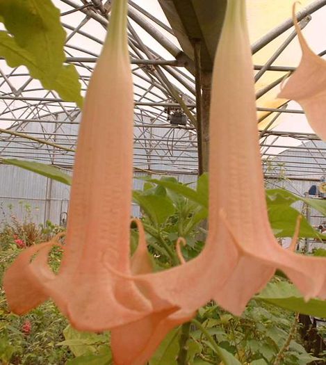 BRUGMANSIA%20ECUADOR%20PINK