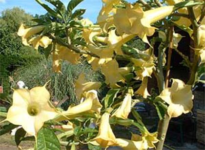 BRUGMANSIA%20GD%20MARNIER