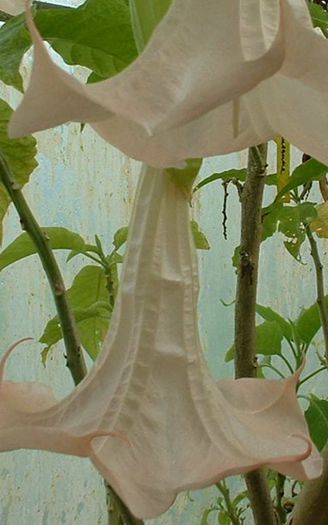 BRUGMANSIA%20GLOCKENFONTAINE