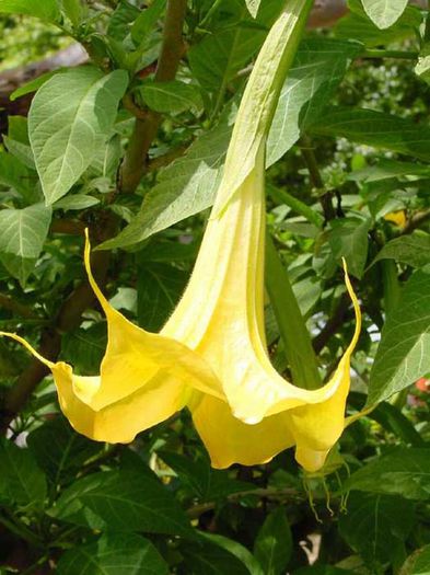 BRUGMANSIA%20GOLDRICHTER