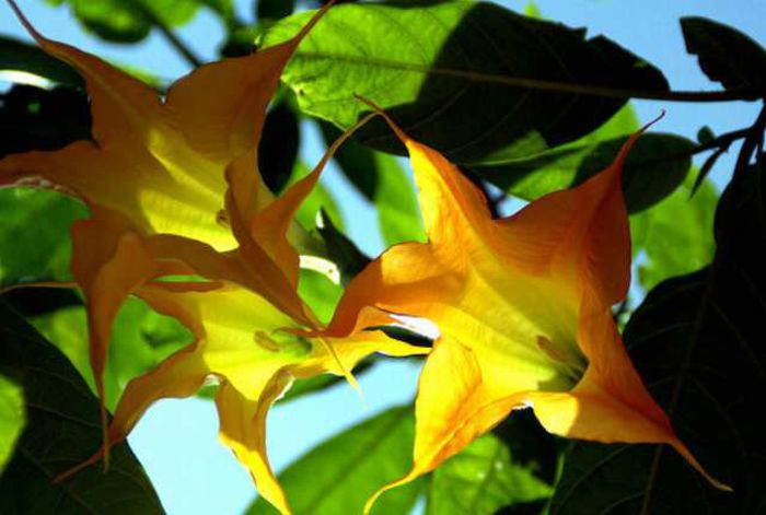 BRUGMANSIA%20JEAN%20PASCO