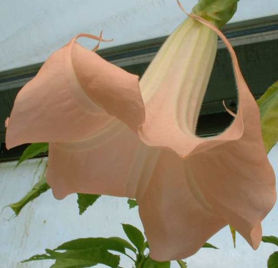BRUGMANSIA%20PINK%20BEAUTY