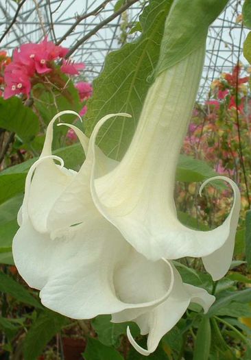 BRUGMANSIA%20SPECIES%20LOGEES