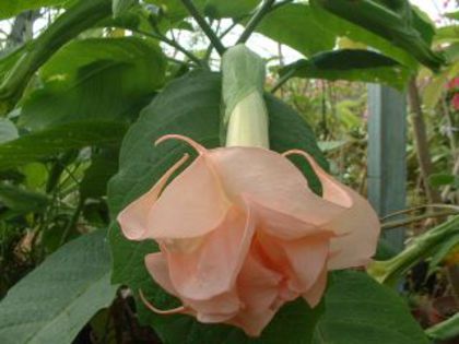 BRUGMANSIA_FULL_ROSEA_MAGIC