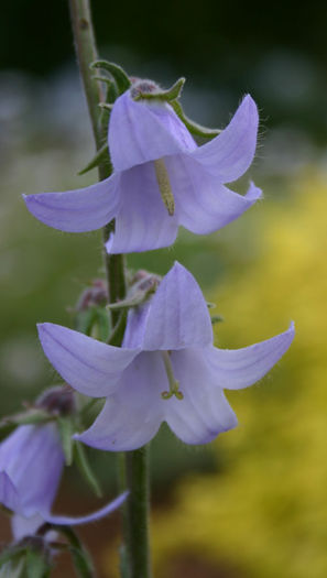 campanula-sarmatica-m