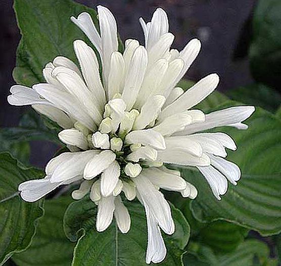 JACOBINIA%20CARNEA%20ALBA