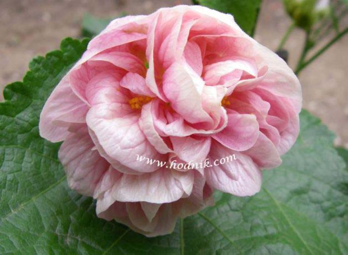 ABUTILON%20VICTORIAN%20LADY - minuni ale naturii create de dumnezeu 9