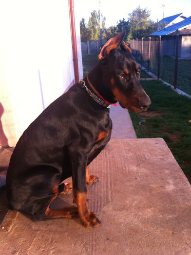 image - DOBERMANN DON DRAGON BLACKMAGIC  ANGEL