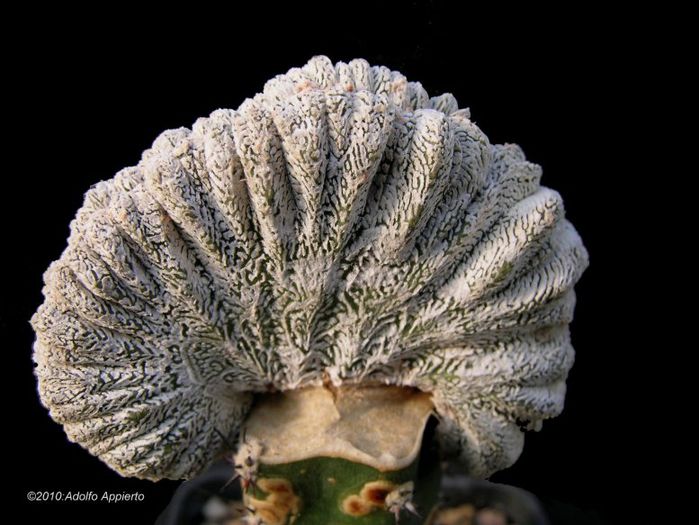 998-astrophytum-onzuka_preview