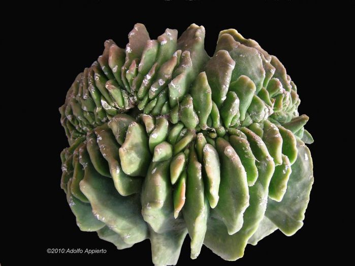 1037-astrophytum-myriostigma_preview