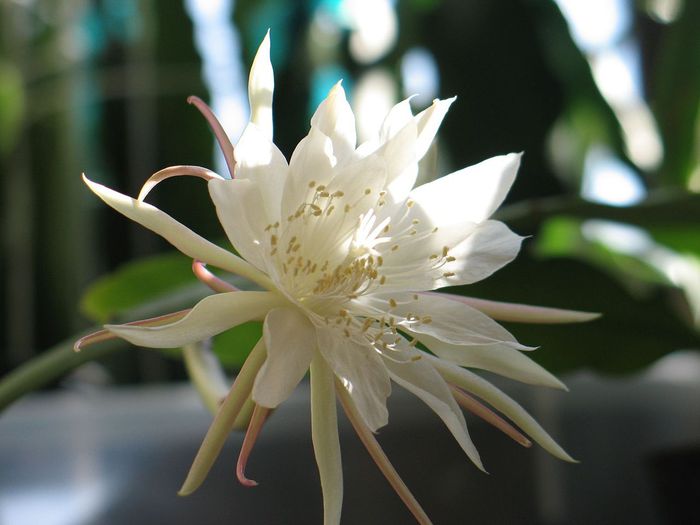 1280px-Epiphyllum_pumilum286970600