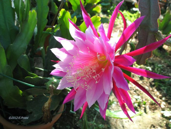 1828-epiphyllum-grace-ann_1