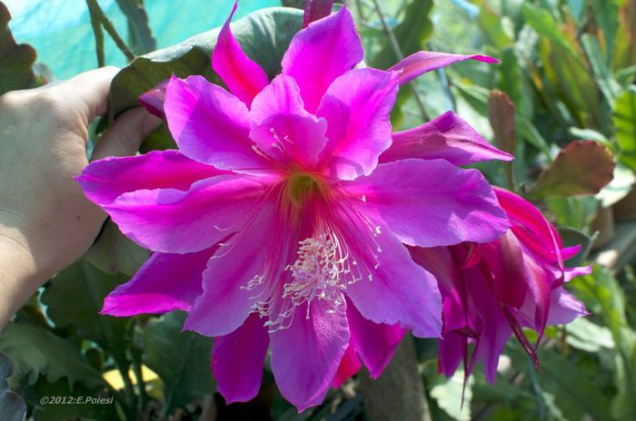 1837-epiphyllum-space-rocket_1