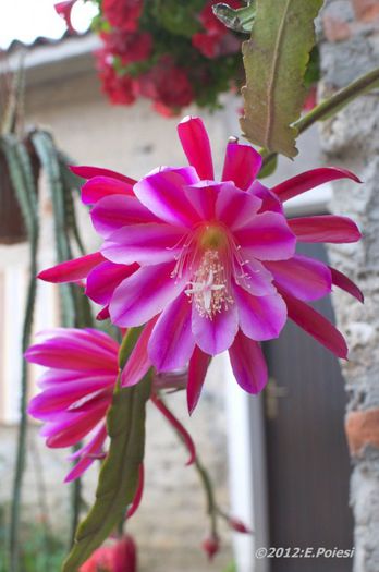 1840-epiphyllum-buss_1