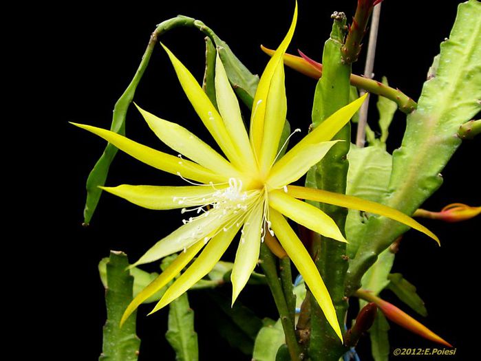 1868-epiphyllum-birgit-paetz_1 - minuni ale naturii create de dumnezeu 8