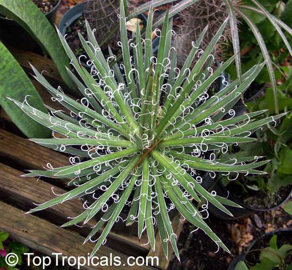 agave leopoldii - minuni ale naturii create de dumnezeu 9