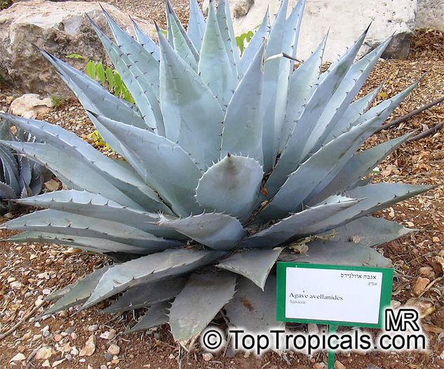 agave_avellanidens160 - minuni ale naturii create de dumnezeu 9