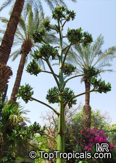 agave_desmettiana3720 - minuni ale naturii create de dumnezeu 9