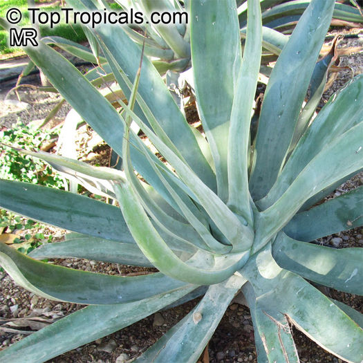 Agave_vilmoriniana_4167 - minuni ale naturii create de dumnezeu 9