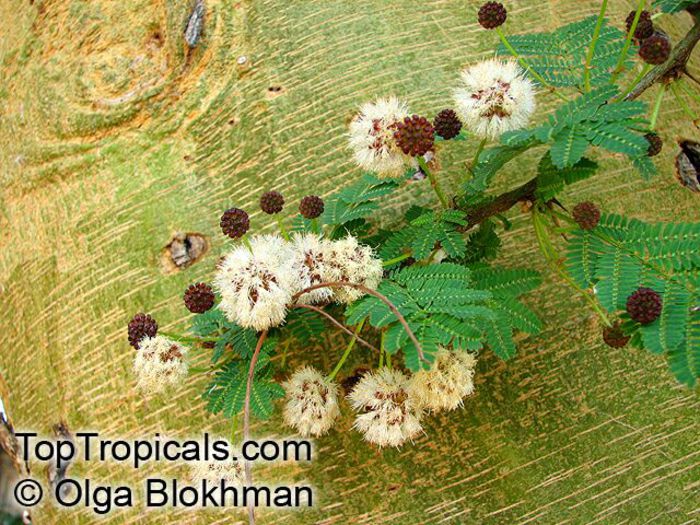 Acacia__xanthophloea10047_1OlgaB - minuni ale naturii create de dumnezeu 9
