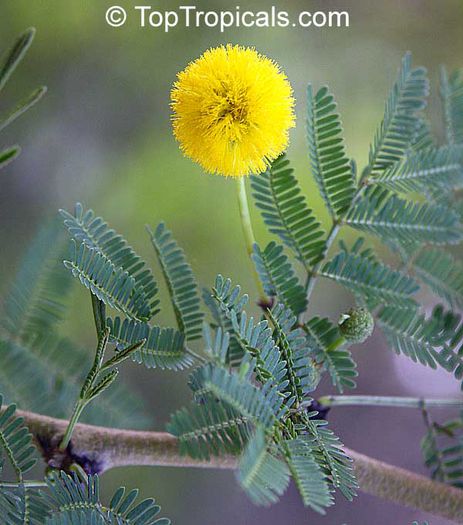 accacia tortuosa - minuni ale naturii create de dumnezeu 9
