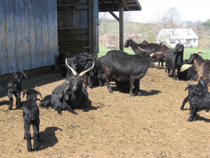 Capre negre - Rase de oi si capre-Poze deosebite-1