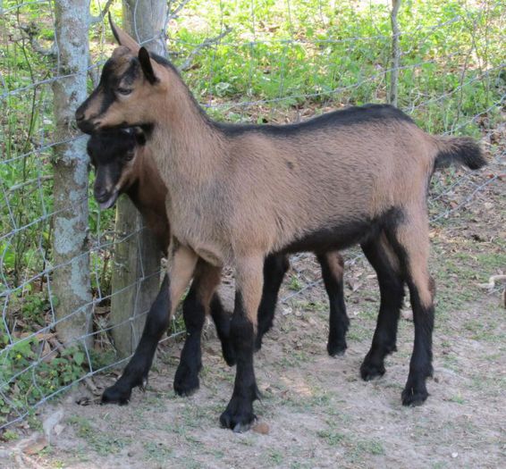 Iezi Alpina frumosi - Rase de oi si capre-Poze deosebite-1