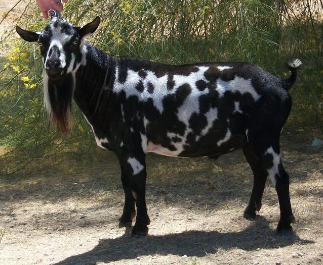 Nigerian Capra de lapte - Rase de oi si capre-Poze deosebite-1