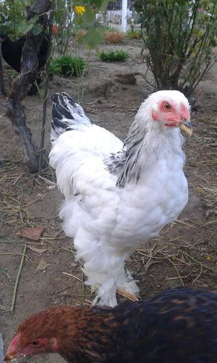 Brahma tineret 004; Herminat deschis
