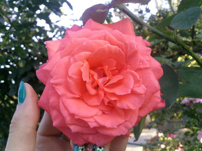 Photo3428 - 2014 Trandafiri  clematis  hibiscus II