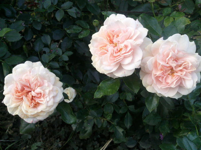 Photo3429 - 2014 Trandafiri  clematis  hibiscus II