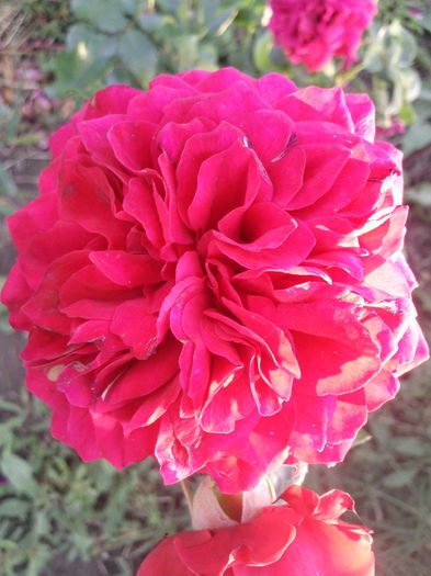 Photo3449 - 2014 Trandafiri  clematis  hibiscus II