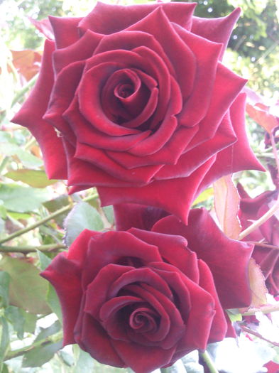 Photo3450 - 2014 Trandafiri  clematis  hibiscus II