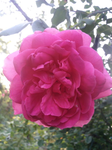 Photo3454 - 2014 Trandafiri  clematis  hibiscus II